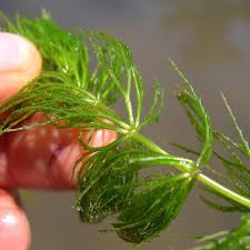 Image result for Ceratophyllaceae