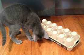 Four white paws shares this easy tutorial. Egg Carton Puzzle Box Cat Stuff For Aussies