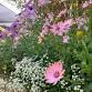 Karoo Cottage Plants Pop up Market event image