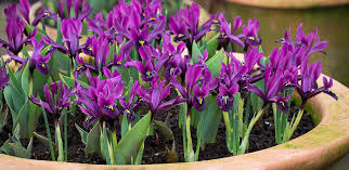 He wrote a great deal of poetry, and whilst some of it falls short of the greatness we associate with his novels and short stories. How To Plant Grow Care For Irises Sarah Raven