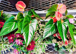Anthurium Care And Growing Tips Joy Us Garden