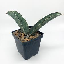 Image result for Sansevieria hallii
