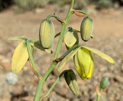 Image result for Albuca sp. no. 1