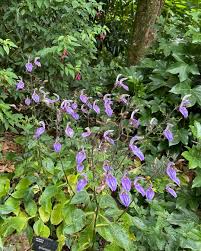 Image result for Brillantaisia pubescens