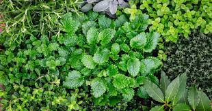 We did not find results for: How To Start Your Own Herb Garden Gardener S Path