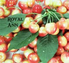 Maybe you would like to learn more about one of these? Rainier Cherry Pollination Chart Barba