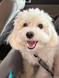 Casey came by for a visit!! These are the most beautiful dogs!