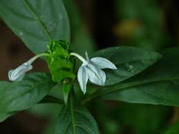 Image result for Ecbolium hastatum