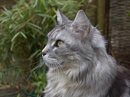 pin on kedi