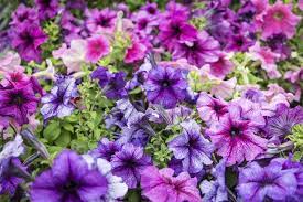 Colorful Cluster Of Petunias Petunia Flower Petunias Geraniums