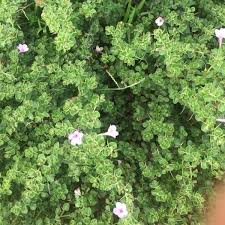 Image result for Barleria holubii