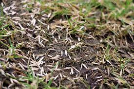 Richtig bewässern und wo man rasen wächst noch etwas hoch. Ab Welcher Temperatur Kann Man Rasen Saen Gartenlexikon De