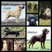 Mother is a yellow lab and father is a chocolate lab. Labrador Retriever English Type Above American Type Below The English Lab Is Sturdier Broader And Heavier Whi English Labrador Labrador Retriever Labrador