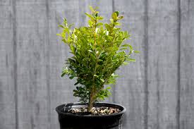 Image result for Buxus