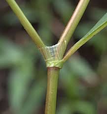 Image result for Nesogenaceae