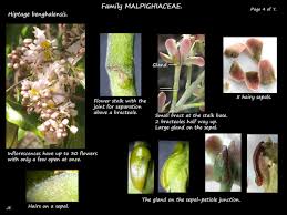 Image result for Hiptage benghalensis