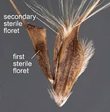 Image result for Chloris virgata