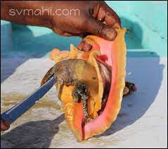 Seashell art seashell crafts beach crafts seashell projects deep cleaning tips cleaning hacks cleaning sea shells homemade toilet cleaner cleaning painted walls. Cleaning Conch Sv Mahi