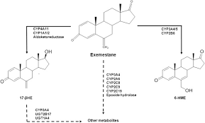 30 tabs/pack ( 25 mg/tab ) drug class: Unravelling Exemestane From Biology To Clinical Prospects Sciencedirect