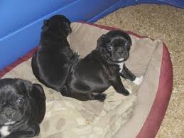 Buy the cheerful yorkie puppy, maltese puppy or golden retriever puppy if you looking to buy a charming puppy, worldwide puppies and kittens is the best place. Boston Terrier Pug Puppy For Sale New York