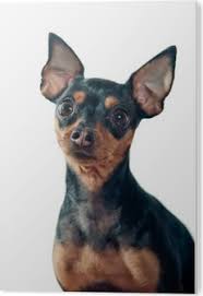 Meghan barnes & stuart cairns. Mini Pinscher Dog Sticker Pixers We Live To Change