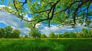 L'écran de verdure est une haie artificielle en ecran de verdure rouleau 1.5mx3m. Arbre D Ete De Prairie Entoure D Herbe De Verdure Sous Ciel Nuageux Nature Hd Papier Peint De Bureau Ecran Large Haute Definition Plein Ecran