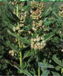 Image result for Xysmalobium