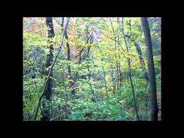 Temperate Deciduous Forests Temperate Deciduous Forest Forest Ecosystem Biomes