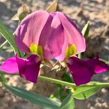 Image result for Otoptera