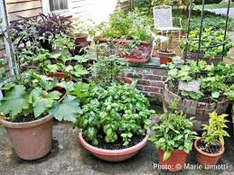 They will require some type of support to climb on since vines can reach eight feet tall. Crafty Container Vegetable Gardening Design Ideas And Tips