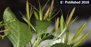 Petunias may be grown from seed sown early indoors and transplanted outside after frost, or from potted plants. Watch The High Flying Physics Of A Plant S Exploding Fruits The New York Times