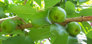 Image result for Vangueria esculenta