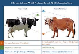 Hi Folks Farmers To Public We Are Started To Provide A2 Fresh And Raw Milk In Bangalore Contact Details 9740000567 Cow Cow Photos Cow Calf