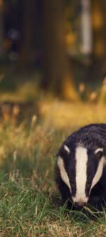 Those Of You Who Own Your Own Business Or Are Seeking To Start One Call Upon Badger Energy For Increas Hufflepuff Aesthetic Harry Potter Aesthetic Hufflepuff