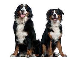 We did not find results for: Bernese Mountain Dog Breed Information And Photos Thriftyfun