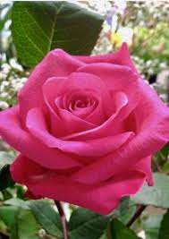 Sign In Beautiful Rose Flowers Beautiful Roses Beautiful Pink Roses