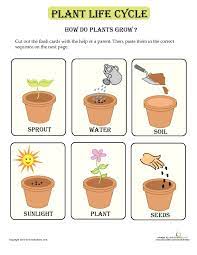 How Plants Grow Lesson Plan Education Com Lesson Plan Education Com Plant Life Cycle Plant Lessons How Plants Grow