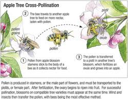 Keep different varieties of watermelon and the citron melon as separate as possible. Cross Pollination Heritage Rare Fruit Network