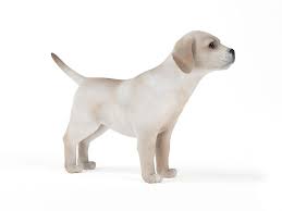 White Puppy Paying Attention 3d Model White Puppies Dogs Puppies