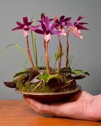 Image result for Bulbostylis burchellii