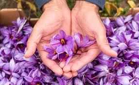 In fact many persons who are adept at killing. Growing Saffron Hydroponically
