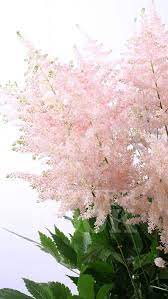 The home gardener and commercial grower supplies the colorful, fragrant blossoms to be colorful statice, babies breath and german statice are often used as filler flowers in bouquets. Top 10 Filler Flowers To Know Ebb Flow Flowers