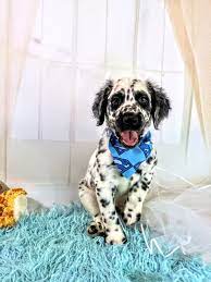 Maybe you would like to learn more about one of these? Available Puppies Long Coat Dalmatians