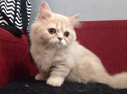 Anda di situs yang tepat karena di sini kami akan membagikan. Daftar Harga Kucing Munchkin Lengkap 2018 Cap Cip Cup