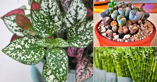 We did not find results for: 25 Best Houseplants For Kids Balcony Garden Web