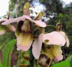 Image result for Eulophia ovalis