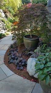 Acer Orangeola In A Large Pot Heuchera Garden Japanese Garden Plants