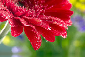 Subscribe to envato elements for unlimited photos downloads for a single monthly fee. Red Daisy Gerbera Close Up Rose Flower Water Drops Wallpaper Flower Iphone Wallpaper Red Flower Wallpaper Flower Wallpaper