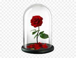 Belle Beast Rose United Kingdom Flower Beauty And The Beast Rose Transparent Hd Png Download Vhv