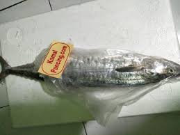 Ikan tenggiri adalah salah satu jenis ikan dengan marga scomberomorus yang merupakan suku scombridae. Jual Seafood Ikan Tenggiri Segar Di Lapak Kamal Pancing Bukalapak